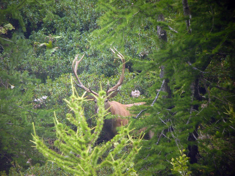 PASSIONE PER IL CERVO